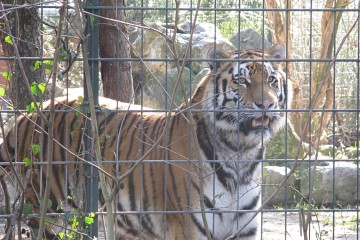 Die größte Raubkatze der Welt: Der Sibirische Tiger. Foto: Jan Engelken